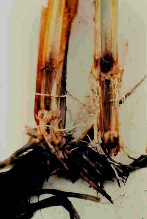 Severe Stem and Root Damage