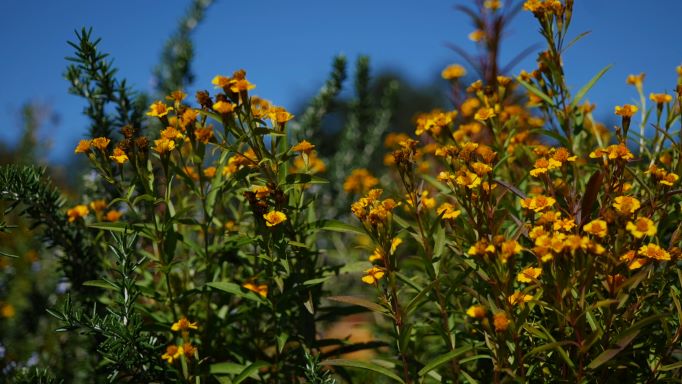 Get It Growing: Twenty years of Get It Growing and herbs for the fall 