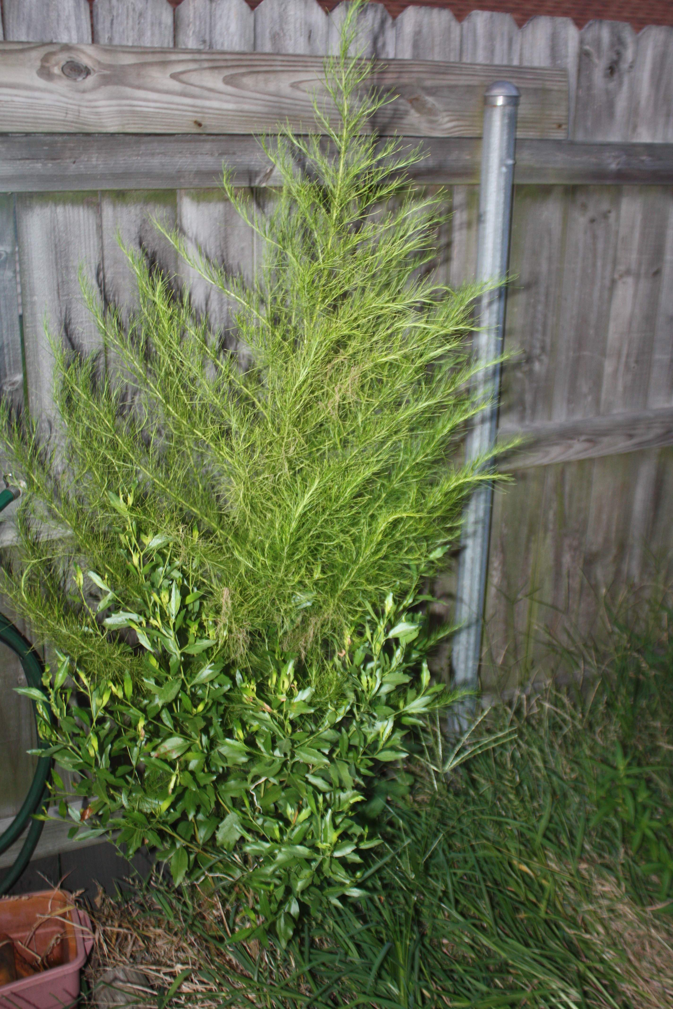 Picture of dogfennel weed