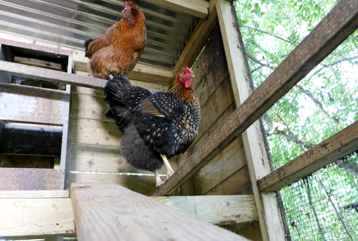 Backyard chicken flocks gain popularity