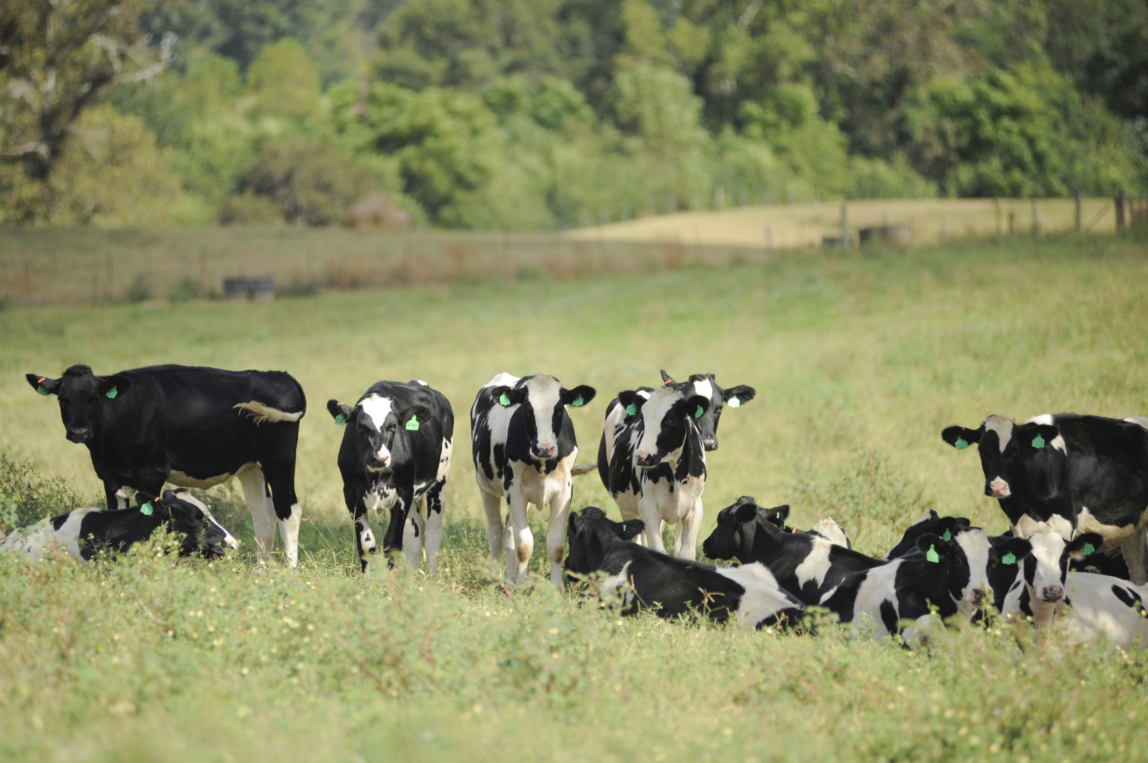 AgCenter promotes innovation in Louisianas shrinking dairy industry