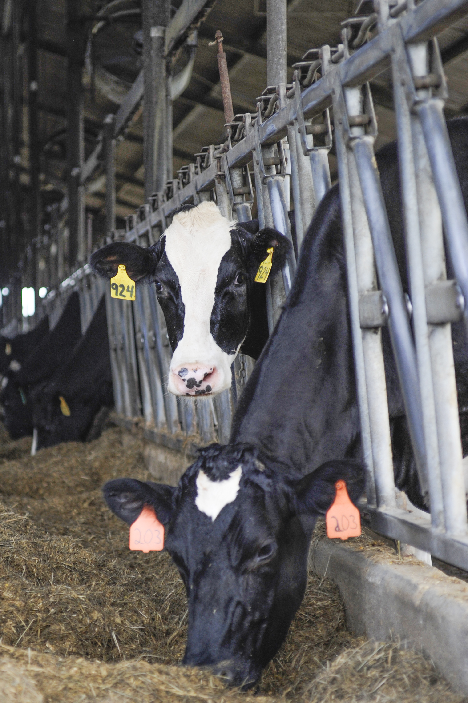 cows in stalls