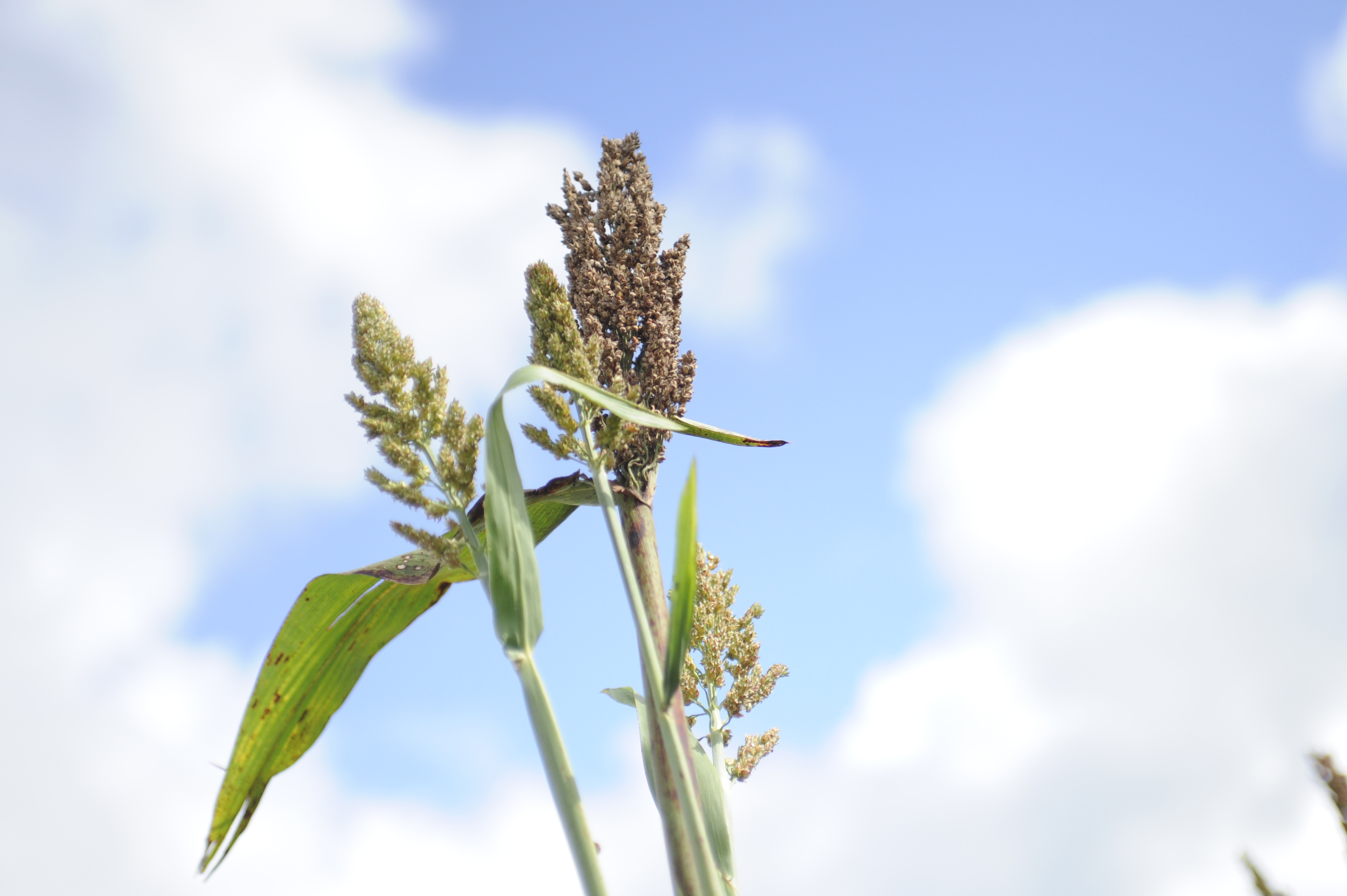 sweet sorghum