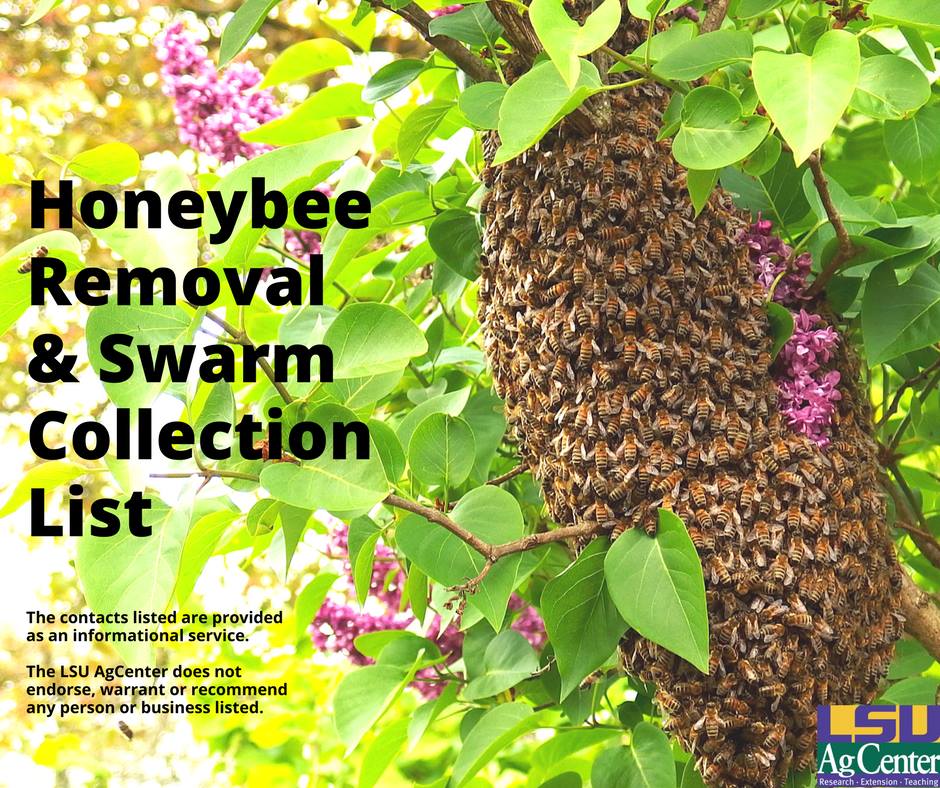 Beehive Buzz: Honeybee Removal & Swarm Collection List 