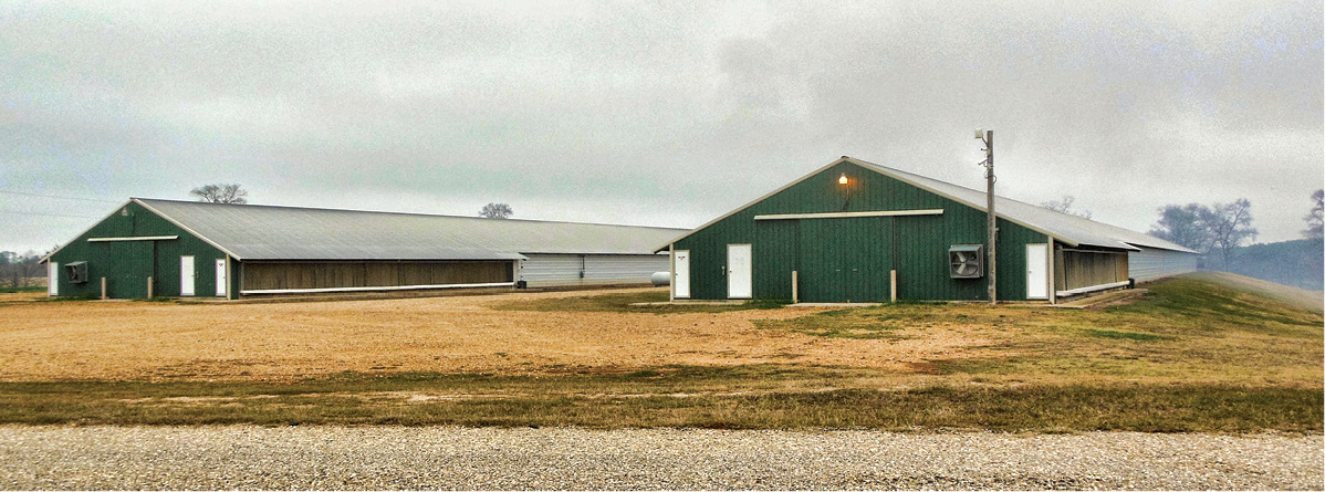 Tube heater evaluations at the Hill Farm poultry demonstration houses