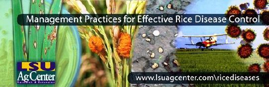 Rice Disease Reports