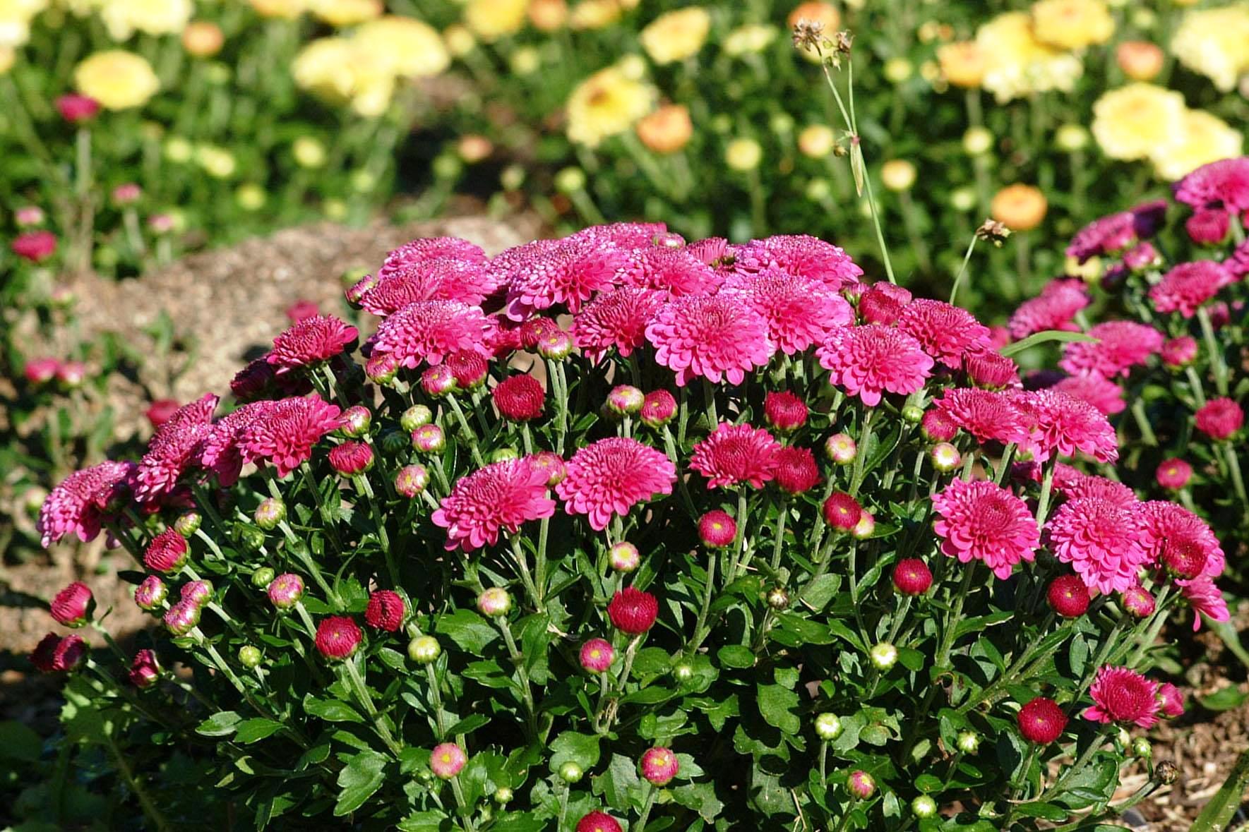 Garden Mums – Ornamental Plant of the Week for September 22, 2014