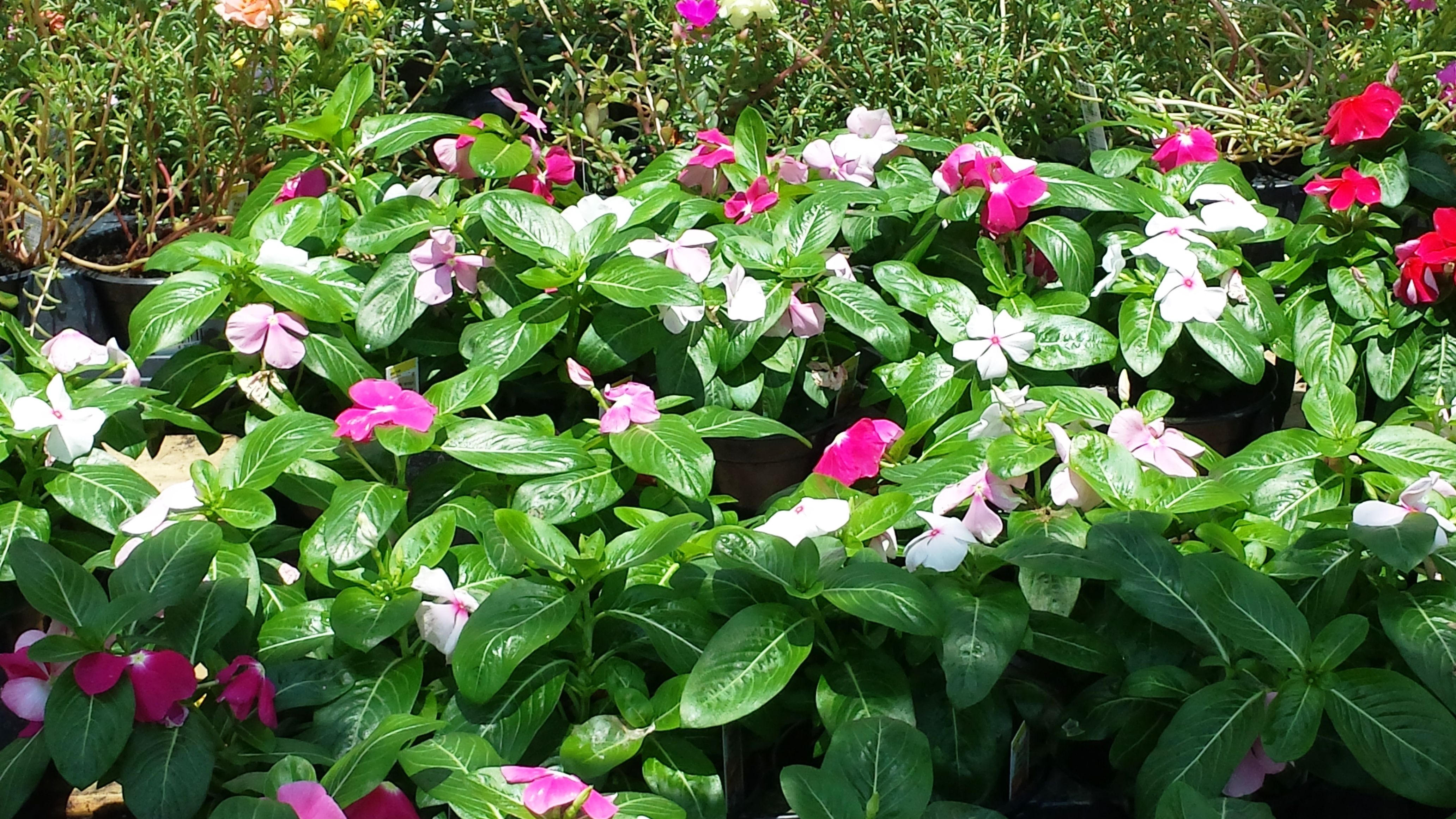 plants for sale