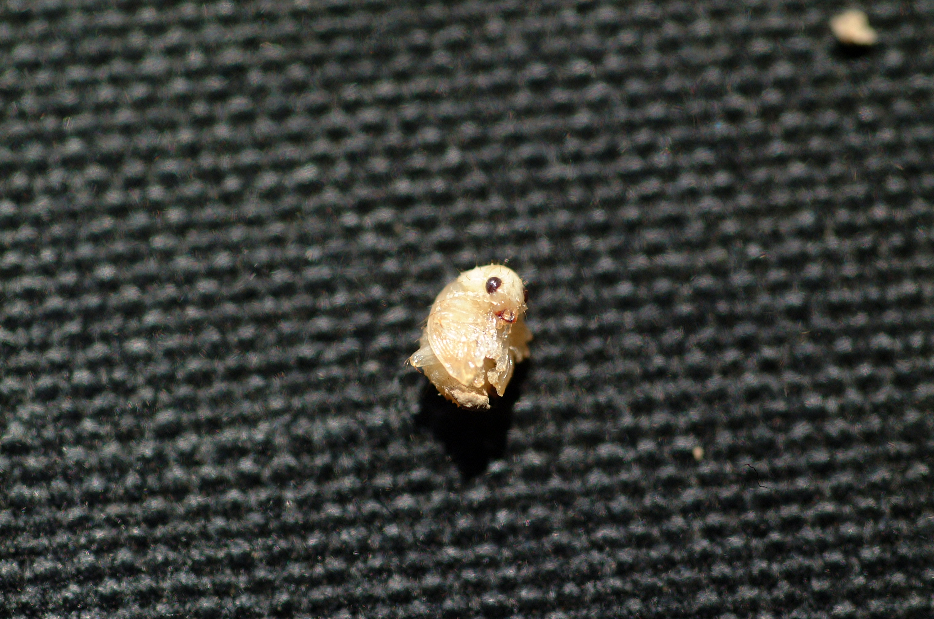 Colaspis pupa.