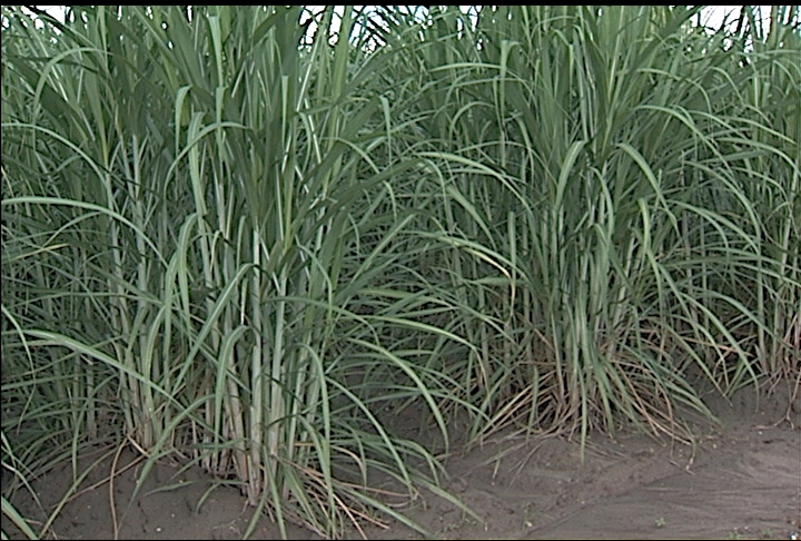 Sugarcane crop in good condition