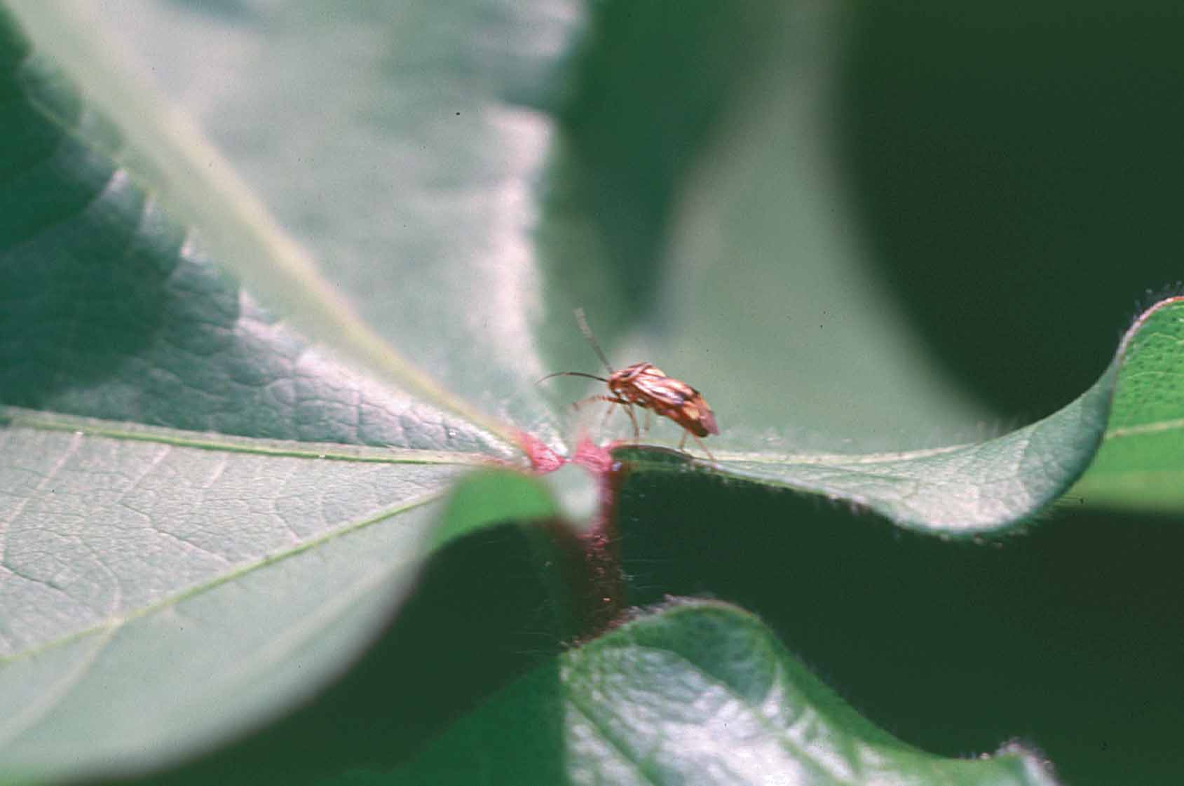 Tarnished Plant Bug