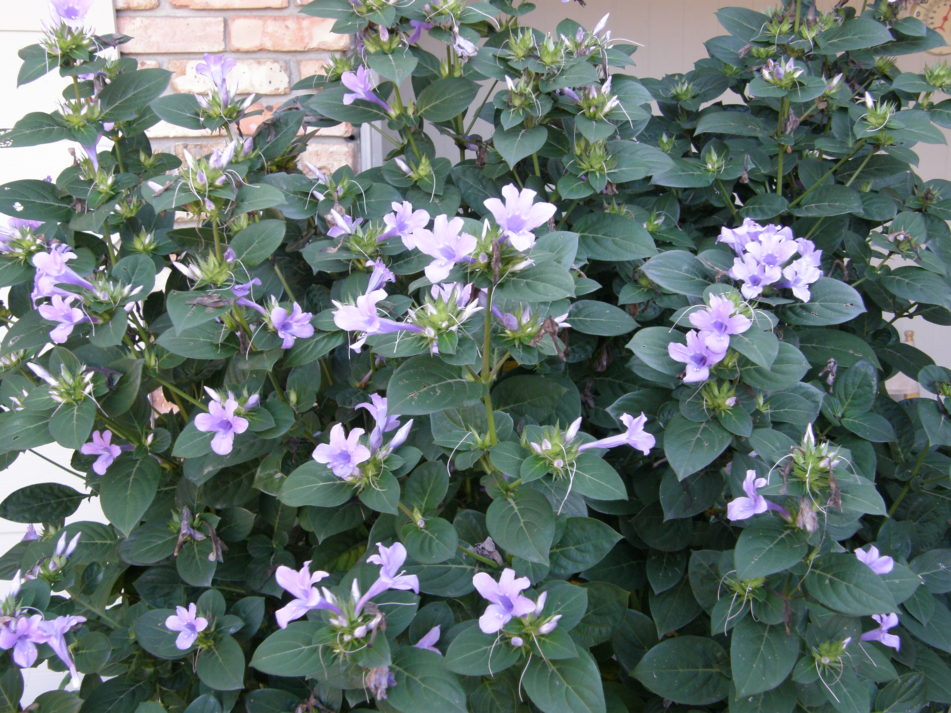 Philippine Violet -- Barleria cristata