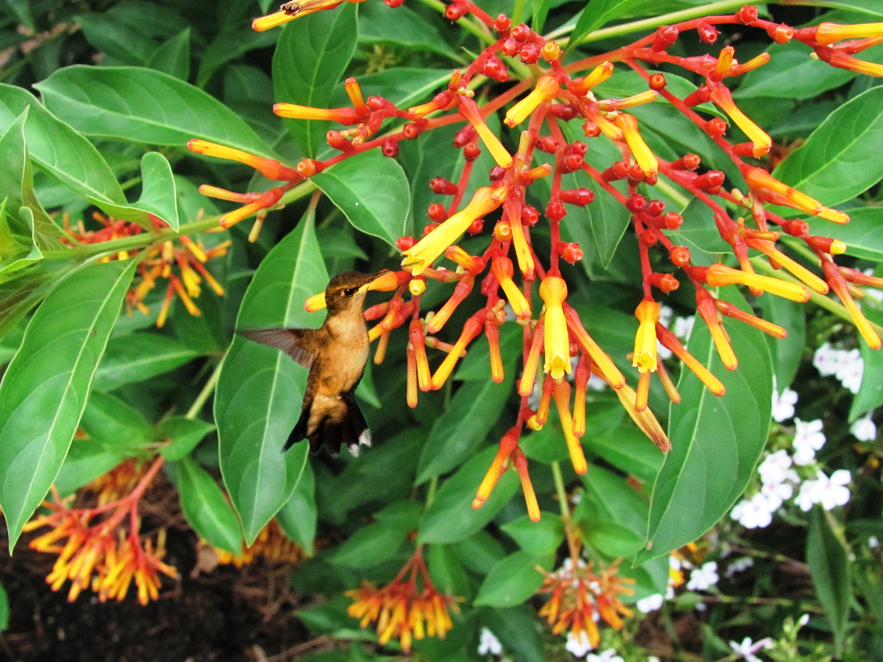 hummingbird