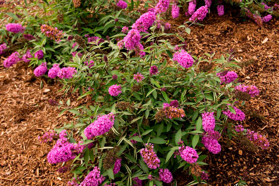 New buddleia named Louisiana Super Plant