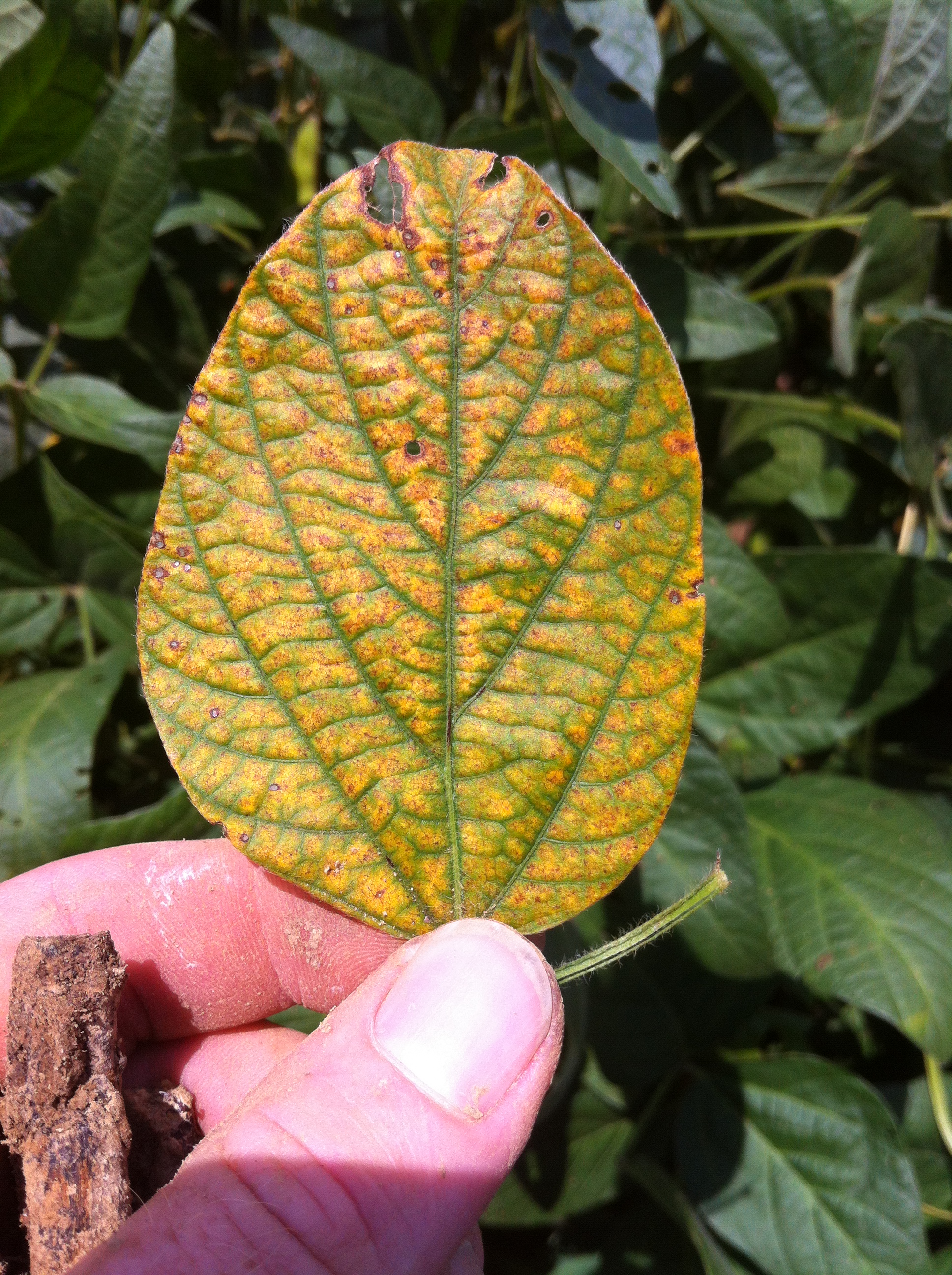 Black root rot suspected in Louisiana soybeans