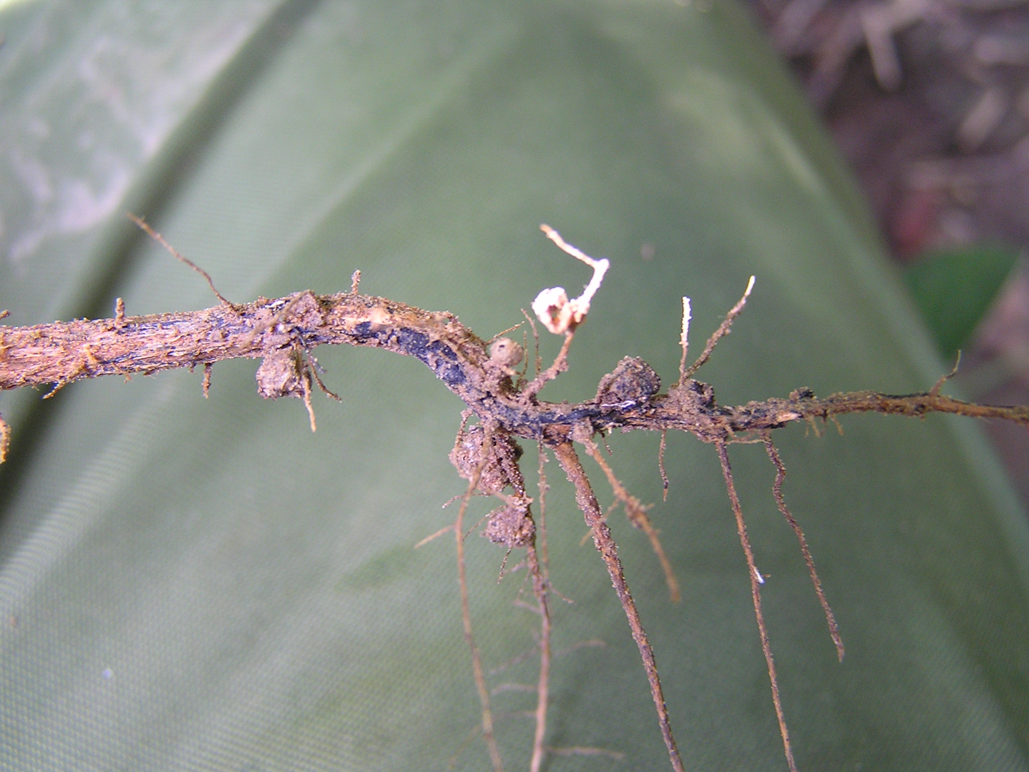 Black Root Rot