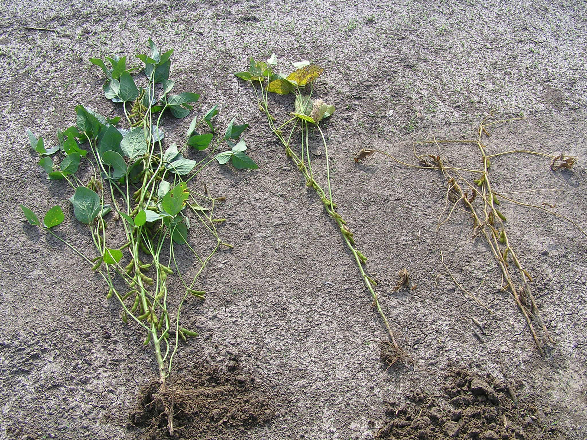 Black Root Rot