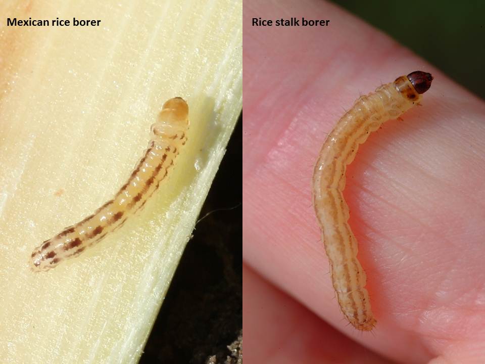 Mexican rice borer larva (left) vs. rice stalk borer (right).