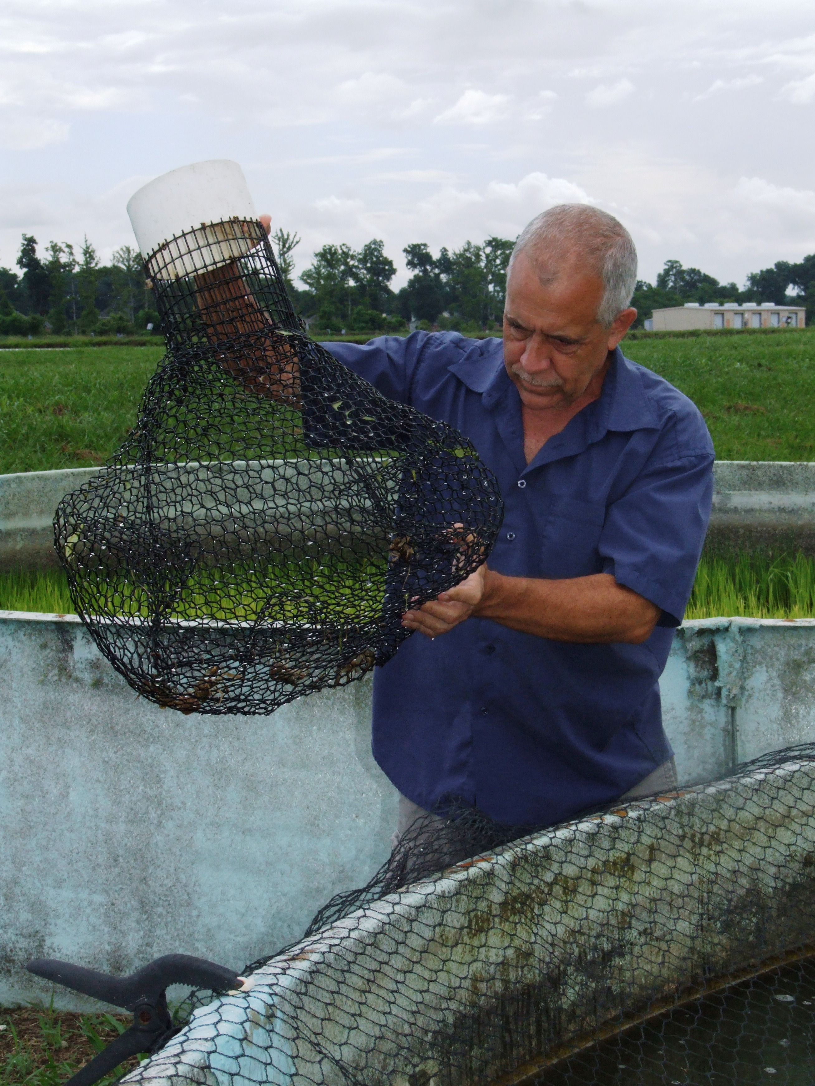Crawfish boils in fall? LSU AgCenter evaluates ‘shrimp crawfish’ species