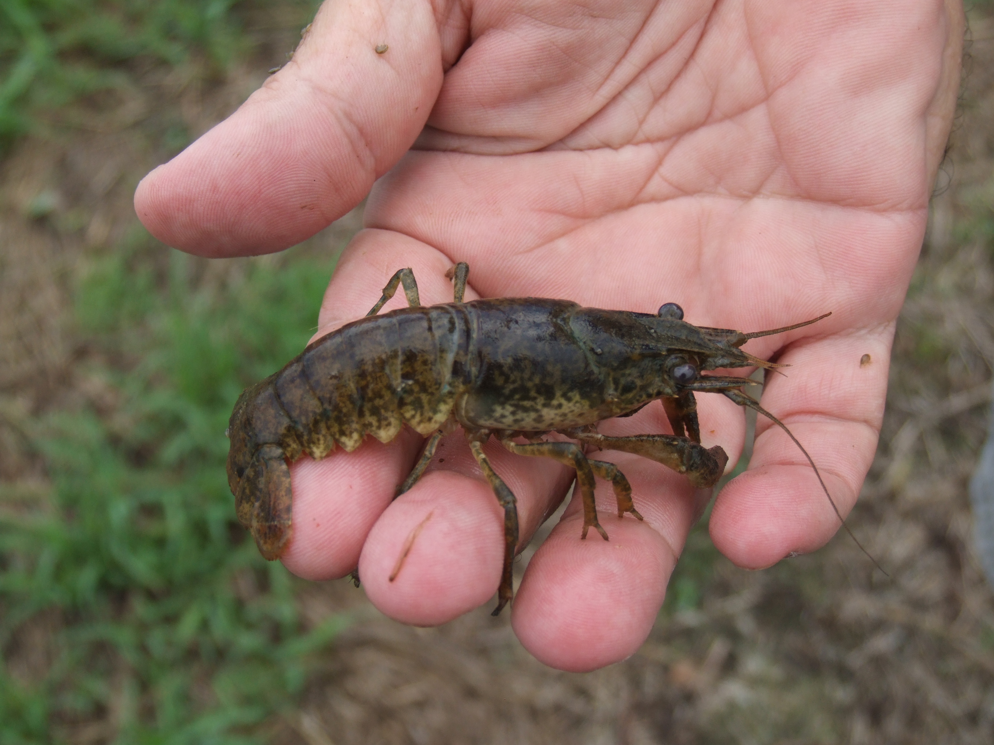 shrimp crawfish
