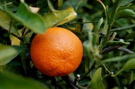 Orange Tree