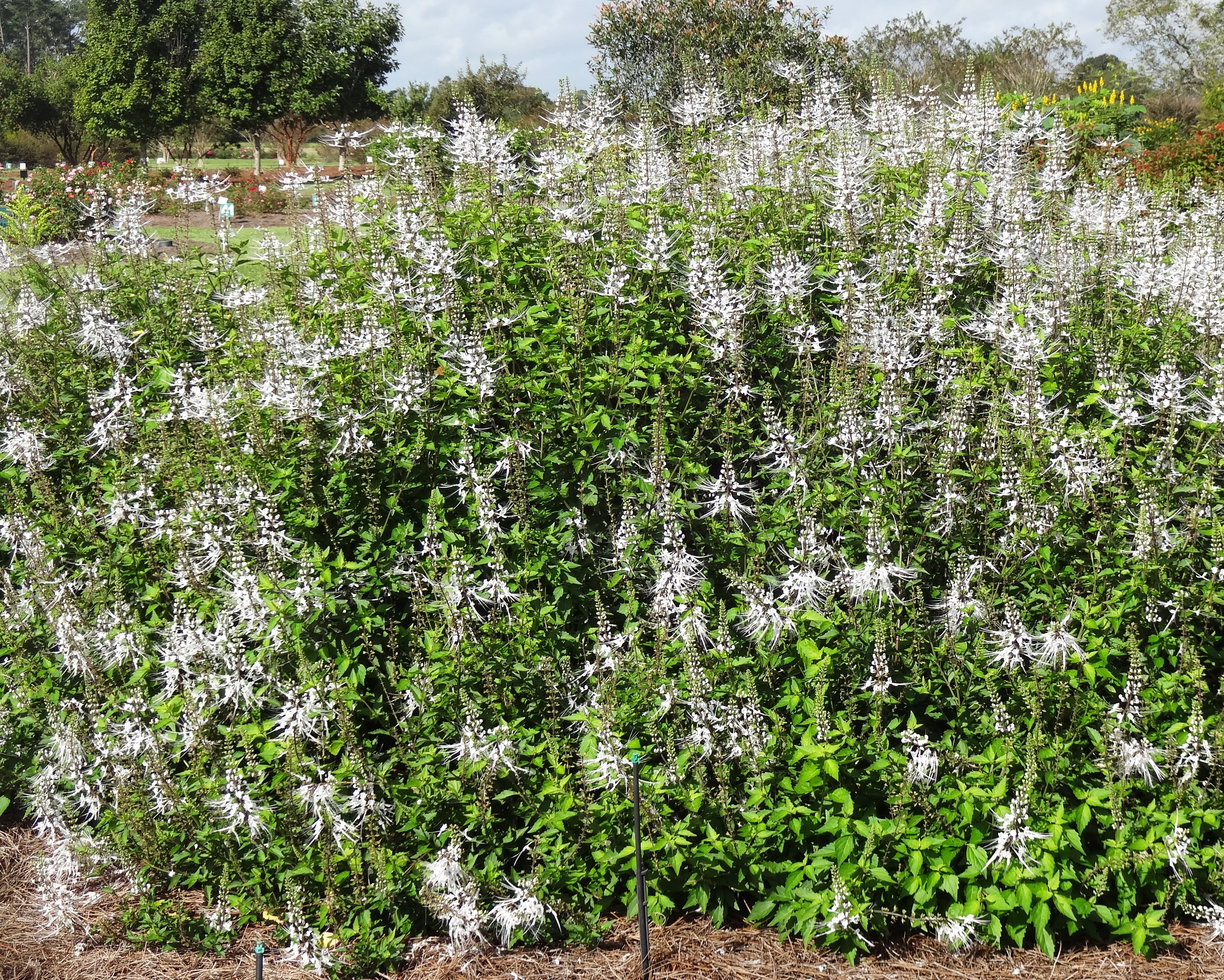 Cat Whiskers – Ornamental Plant of the Week for March 31, 2014