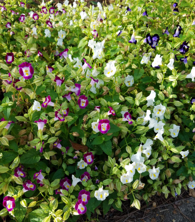 torenia1jpg