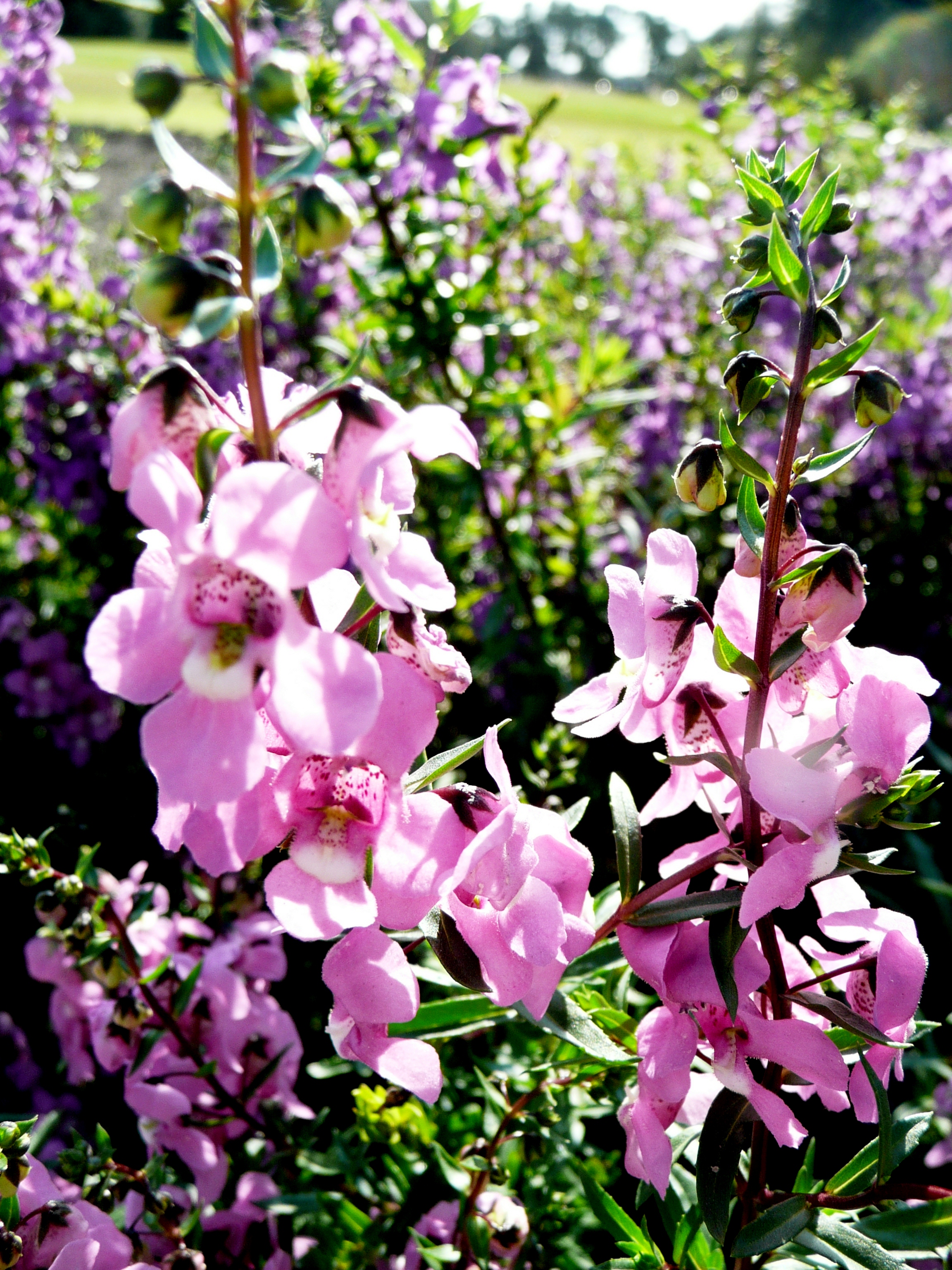 Serena Angelonia