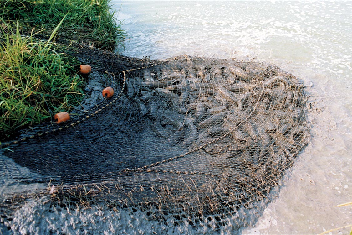 net of small catfish