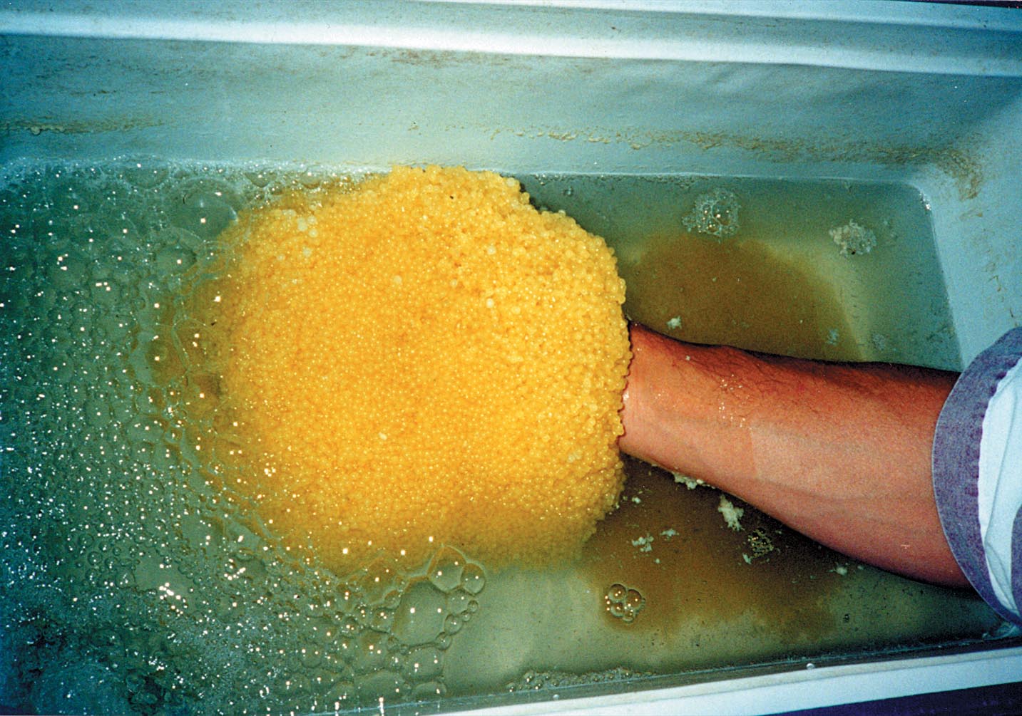 Photo of fish eggs 