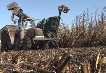 Farmers and experts "cautiously optimistic" sugarcane survived freezing weather