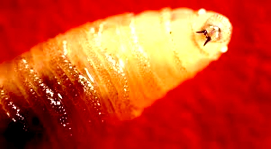 Livestock owners should be vigilant as the New World screwworm has been found in the US