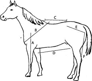 Labeled diagram of a horse showing body proportions and anatomical references.