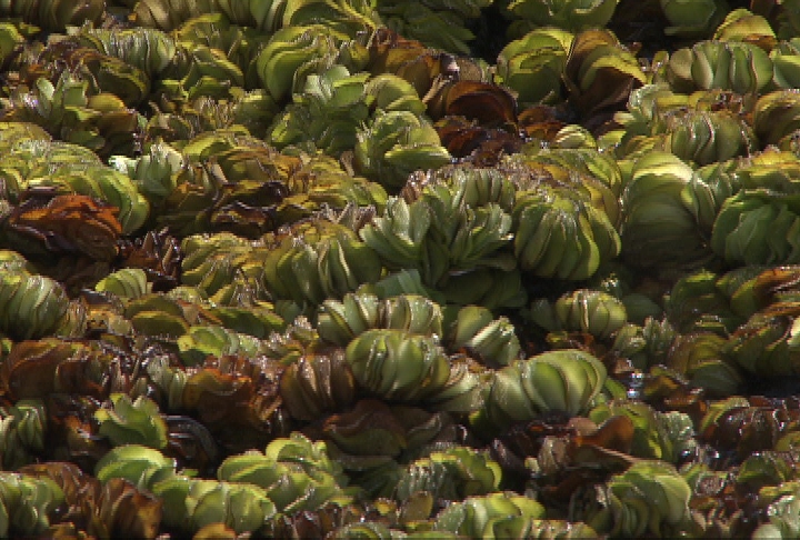 Weevils distributed to fight giant salvinia