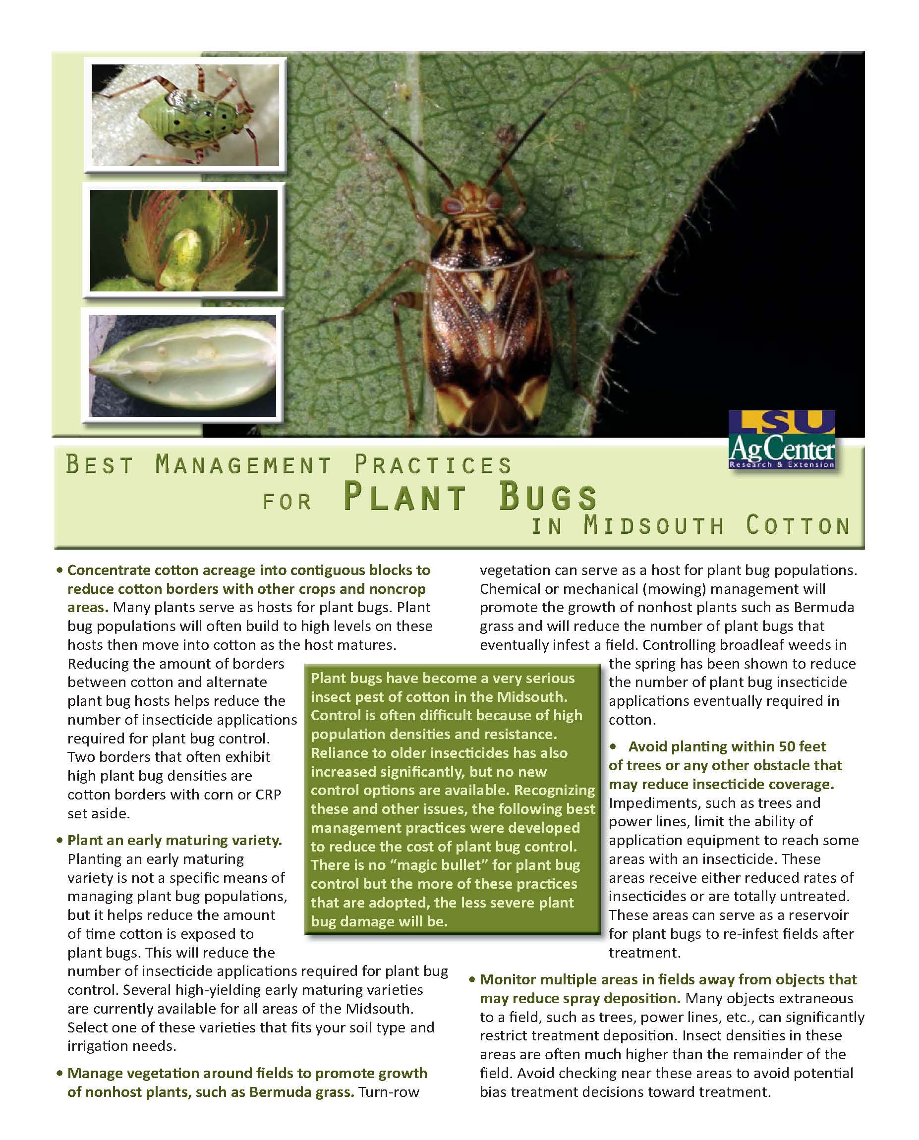 Best Management Practices for Plant Bugs in Midsouth Cotton