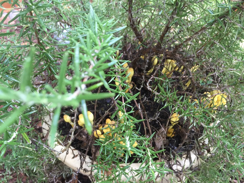 What is Growing in My Rosemary Plants Soil?