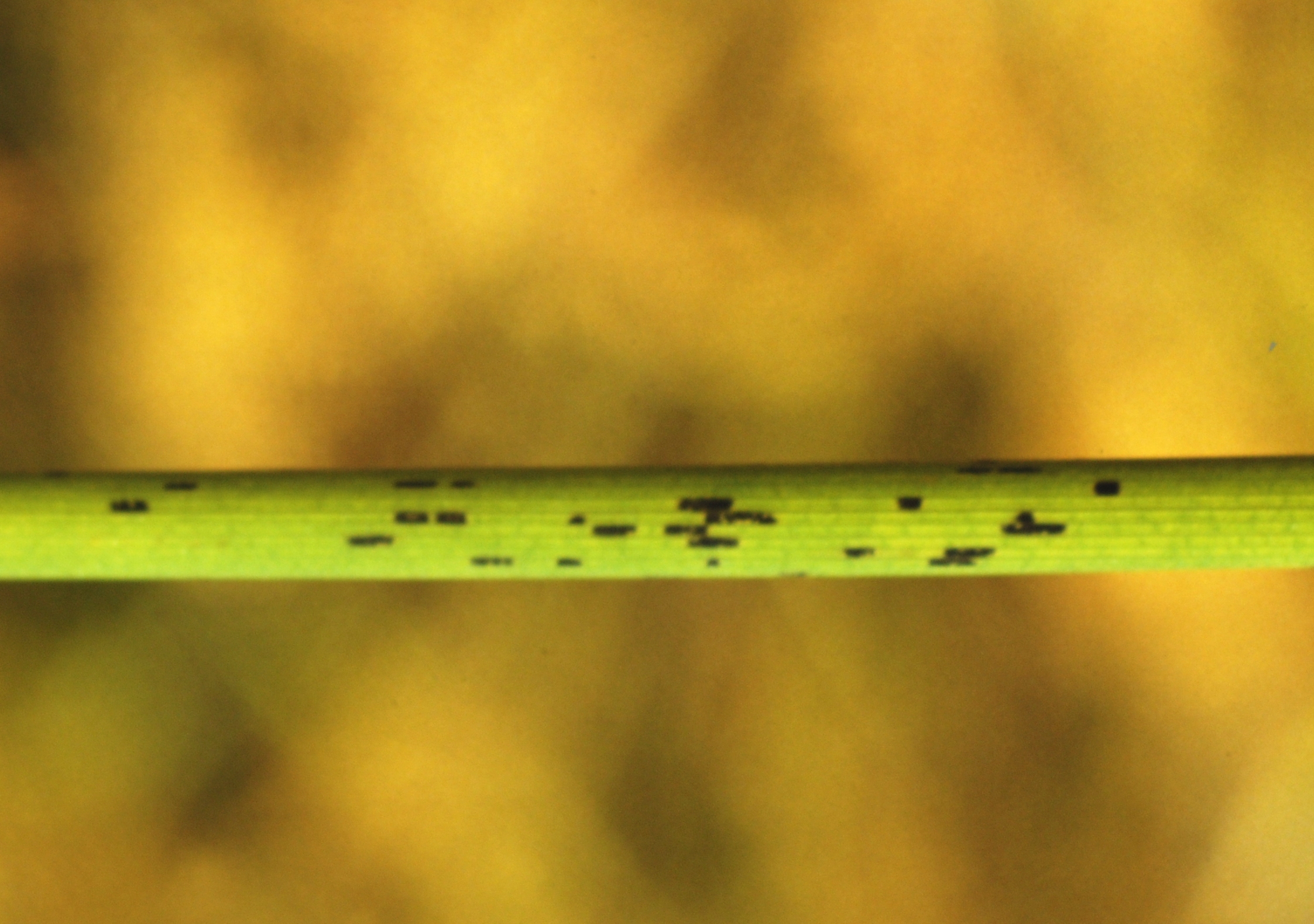 Rice Stems