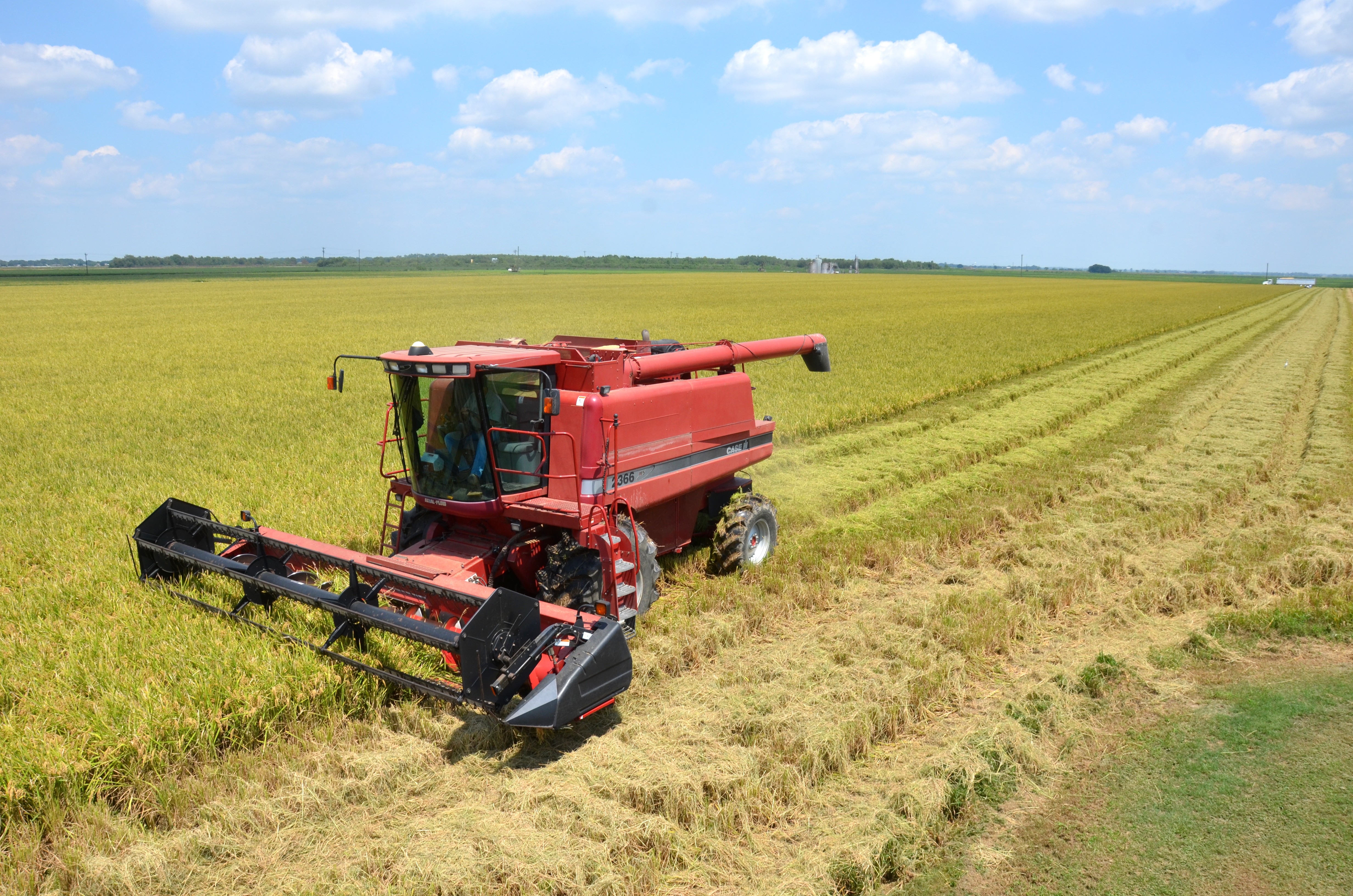 South Louisiana rice crop looks good