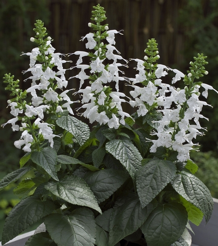 Summer Jewel White salvia