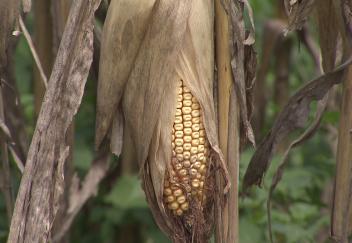 Most Louisiana row crops had a good year in 2021