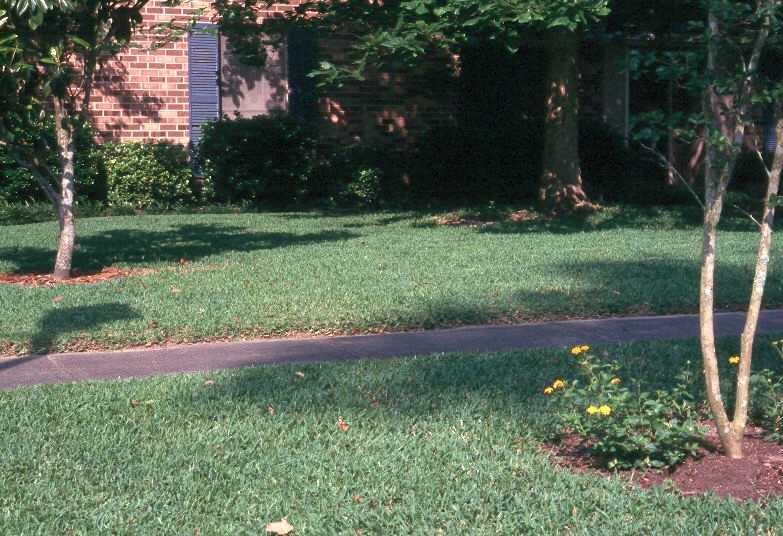 Summer Lawn Care