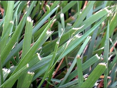 Dull mower blades produce rough, unhealthy cuts.