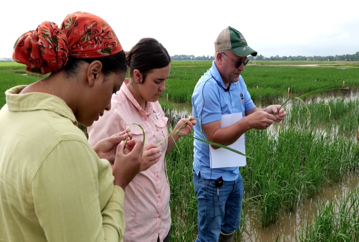 CRISP rice project aims at making rice industry more profitable and sustainable