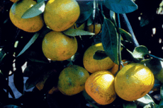 Two New Satsuma Varieties