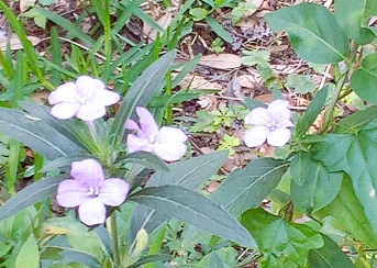 Wildflowers.