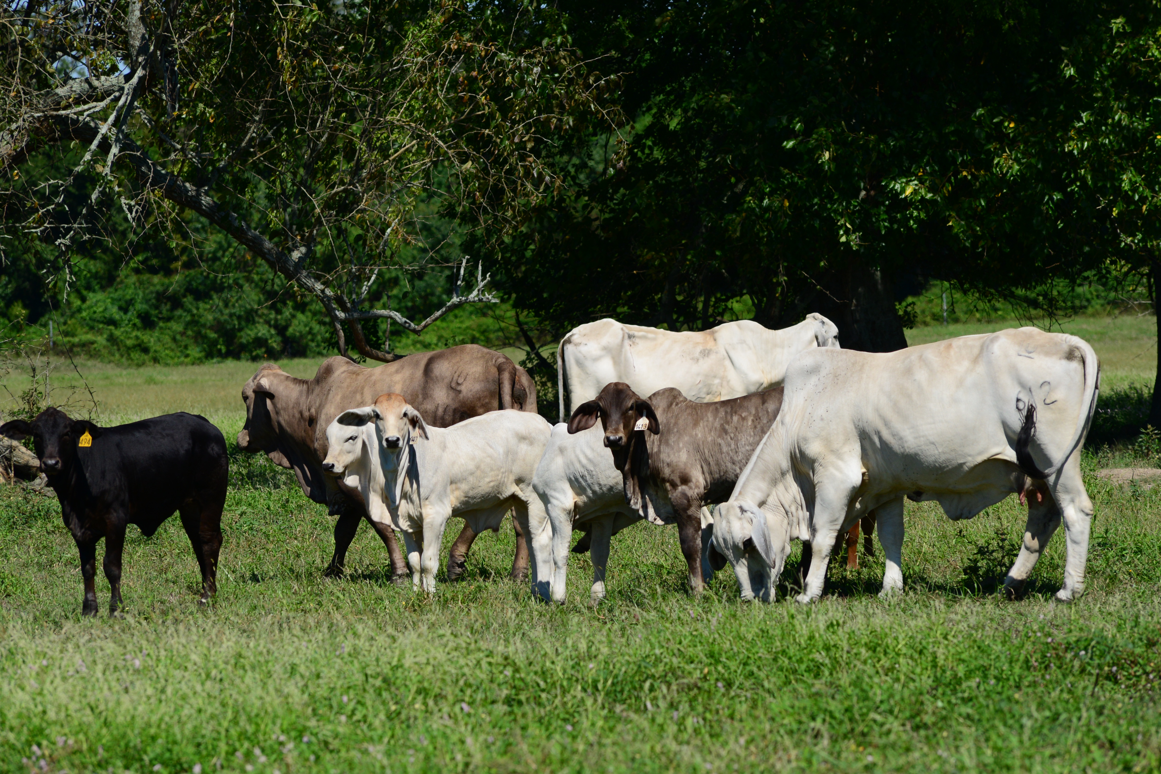 Stocker cattle best option for La. beef producers