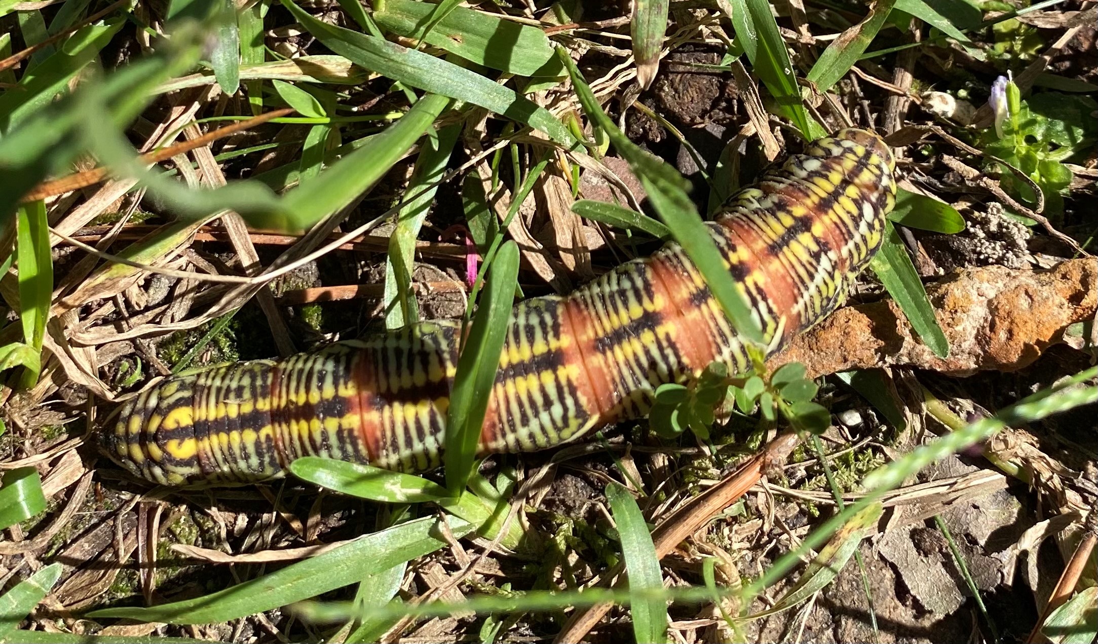 Roots, Shoots, Fruits & Flowers: Banded Sphinx Moth, Armyworm Eggs, Chamberbitter and Bermudagrass 