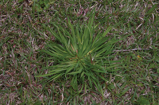 A short, wide growing plant called blue eyed grass growing in turfgrass. 
