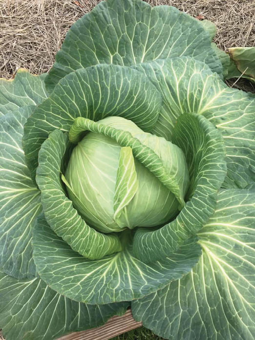 A large cabbage with its large curved leaves surrounding it in a pinestraw covered bed.
