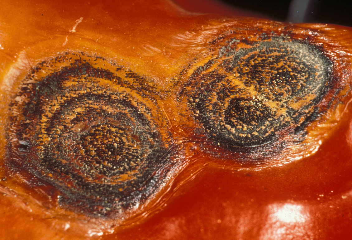 Pepper Diseases